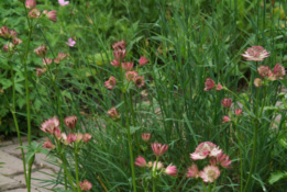 Astrantia major 'Roma'Zeeuws knoopje bestellen